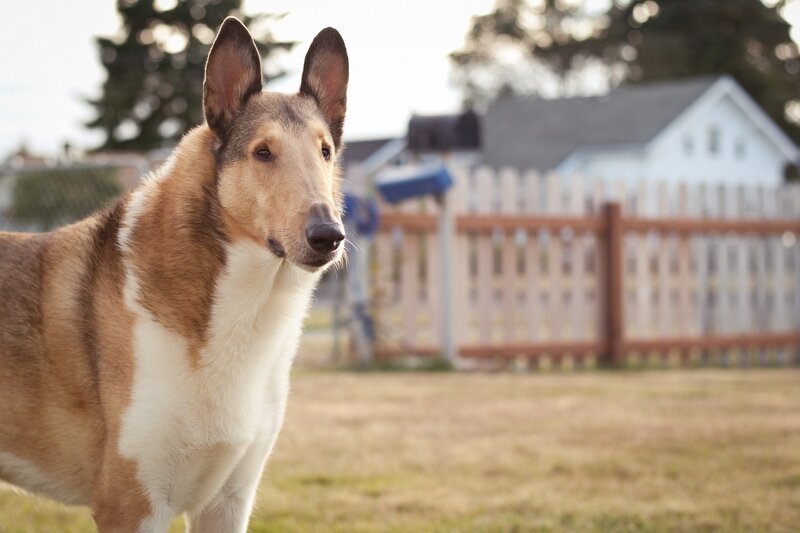 Collie dog in a yard