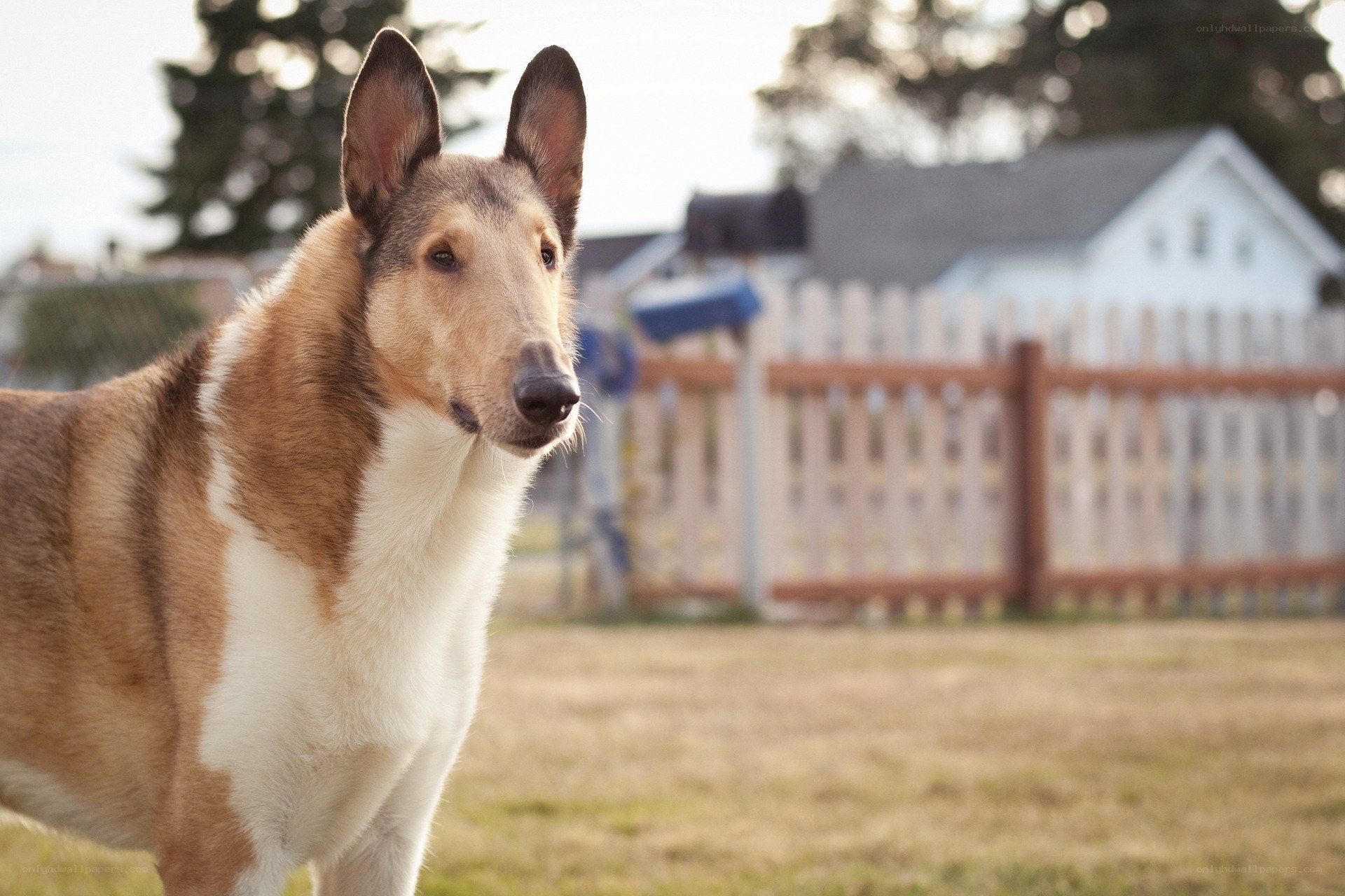 Collie dog in a yard
