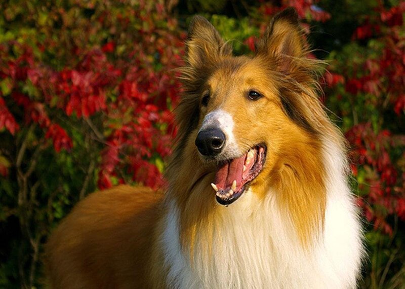collie dog in autumn