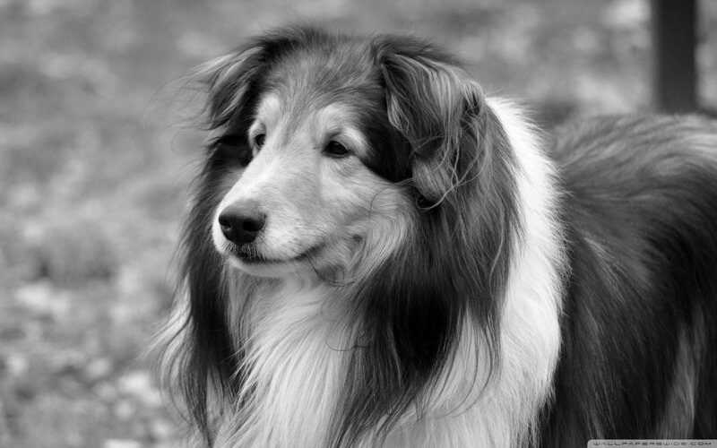 Collie Dog in Black and White