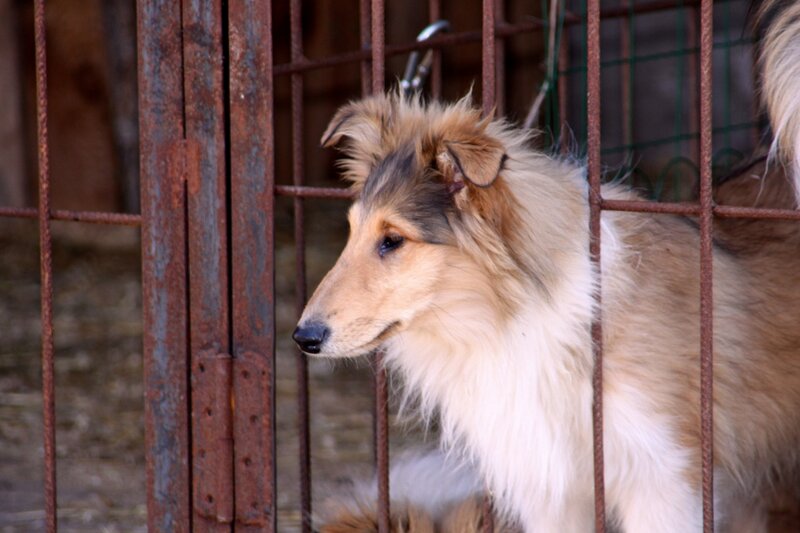 Collie Dog in Cage