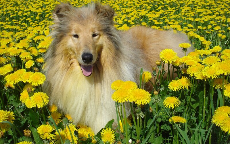 Collie Dog in Dandelions — Yellow, Peaceful
