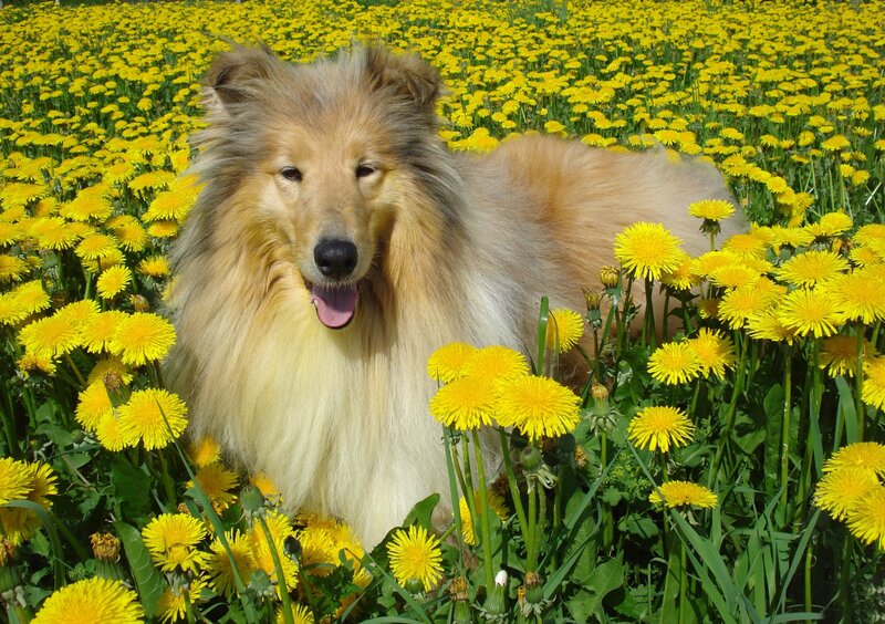 Collie Dog in Dandelions — Yellow, Serene