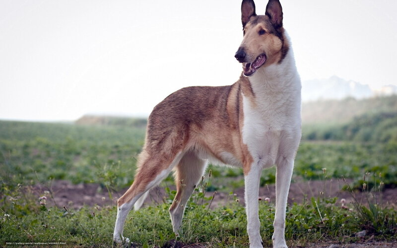 Collie Dog in Field — Brown