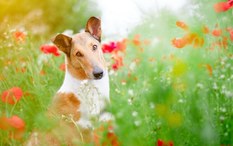 Collie Dog in Field — Green