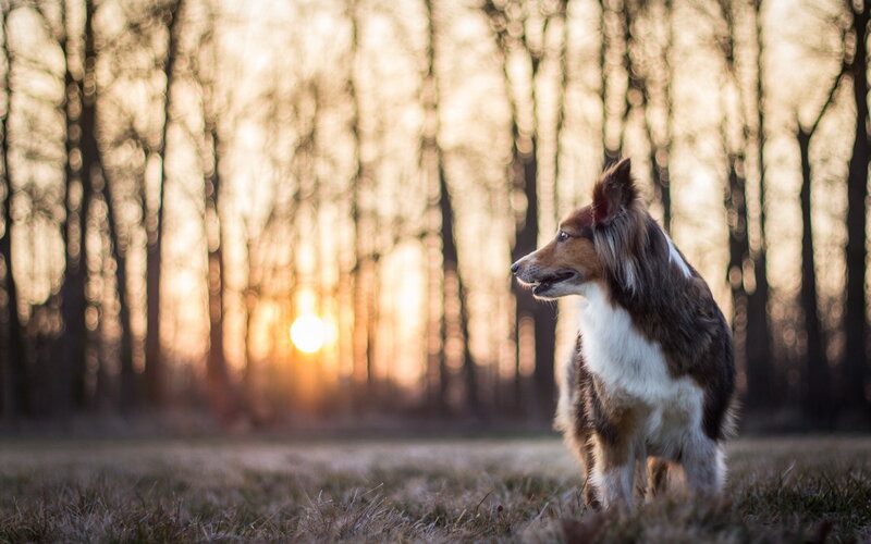 Collie Dog in Field