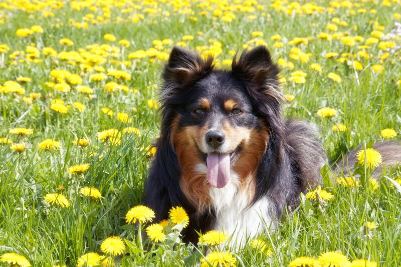 Collie Dog in Field — Yellow, Calm