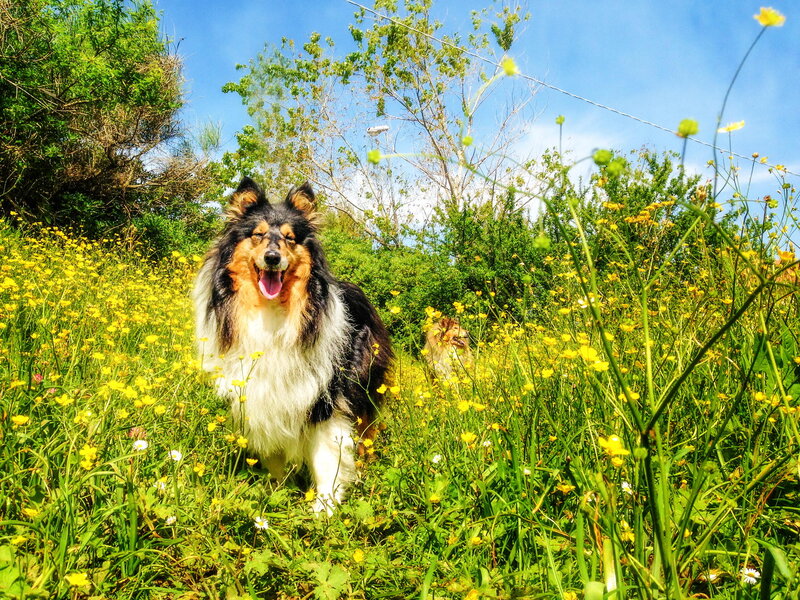 Collie Dog in Field — Yellow