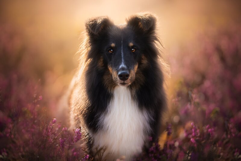 Collie Dog in Flowers