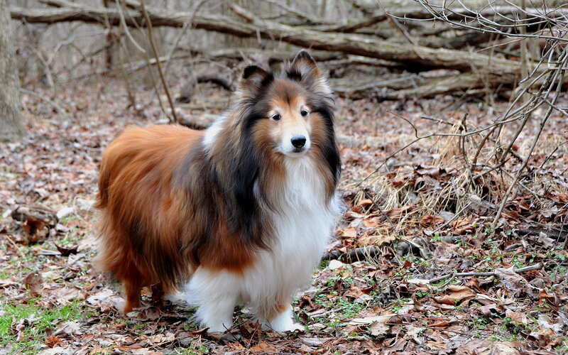 Collie Dog in Forest — Brown