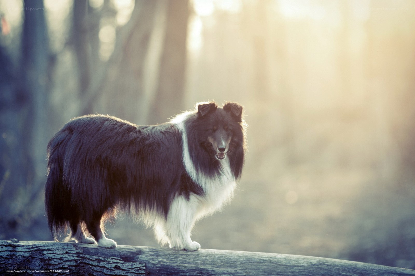 Collie dog in forest light