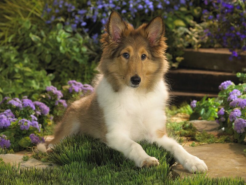 Collie dog in garden