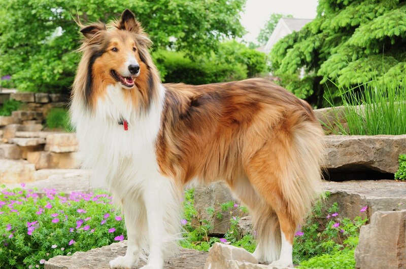 Collie Dog in Garden — Brown