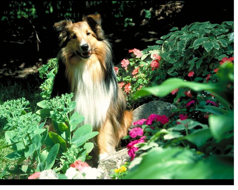 Collie Dog in Garden — Green, Serene