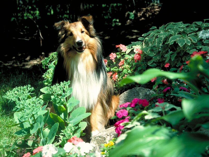 Collie Dog in Garden — Green