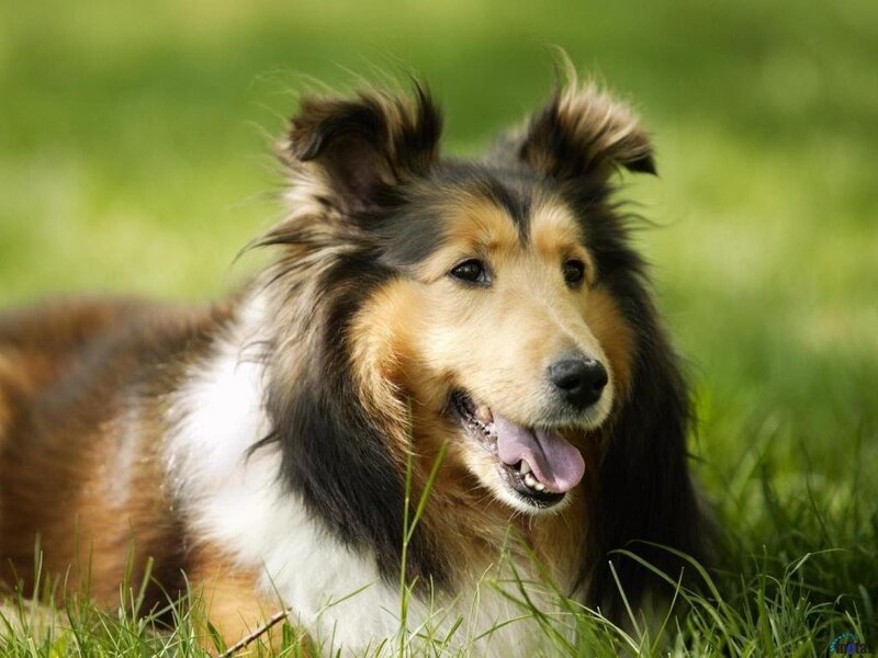 collie dog in grass