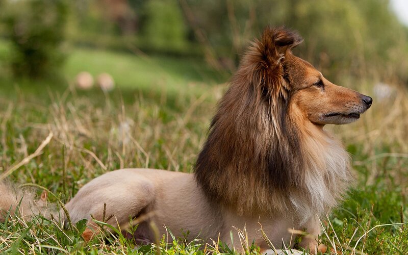 Collie Dog in Grass — Brown, Calm, Afternoon