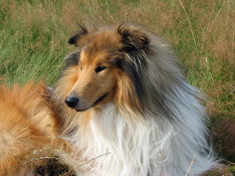 Collie Dog in Grass — Brown, Calm