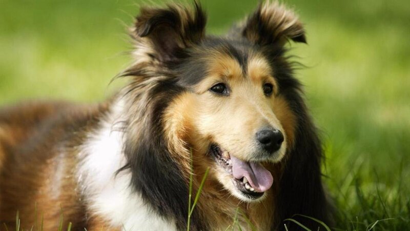 Collie Dog in Grass — Green, Calm, Afternoon, Photograph