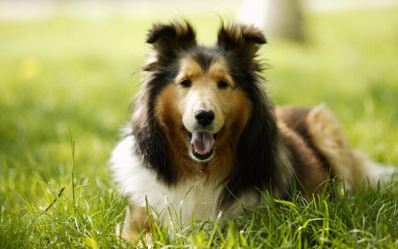 Collie Dog in Grass — Green, Calm, Afternoon