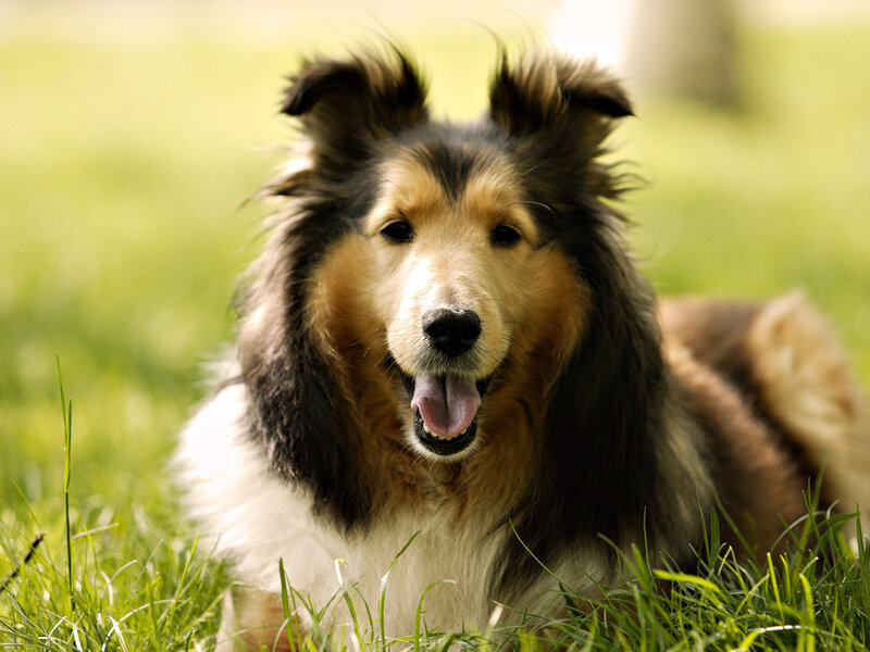 Collie Dog in Grass — Green, Calm