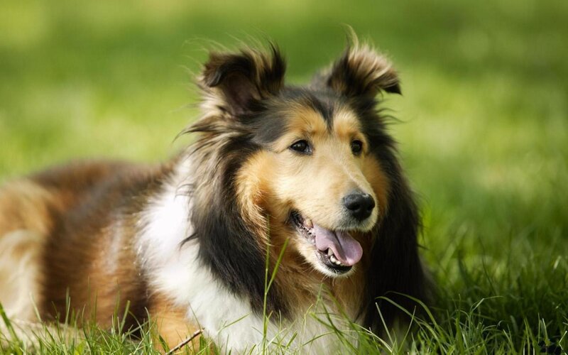 Collie Dog in Grass — Green