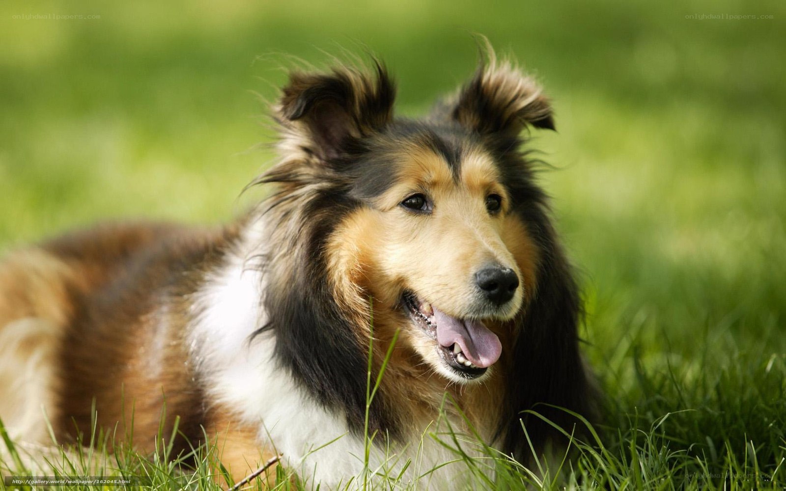 Collie dog in grass