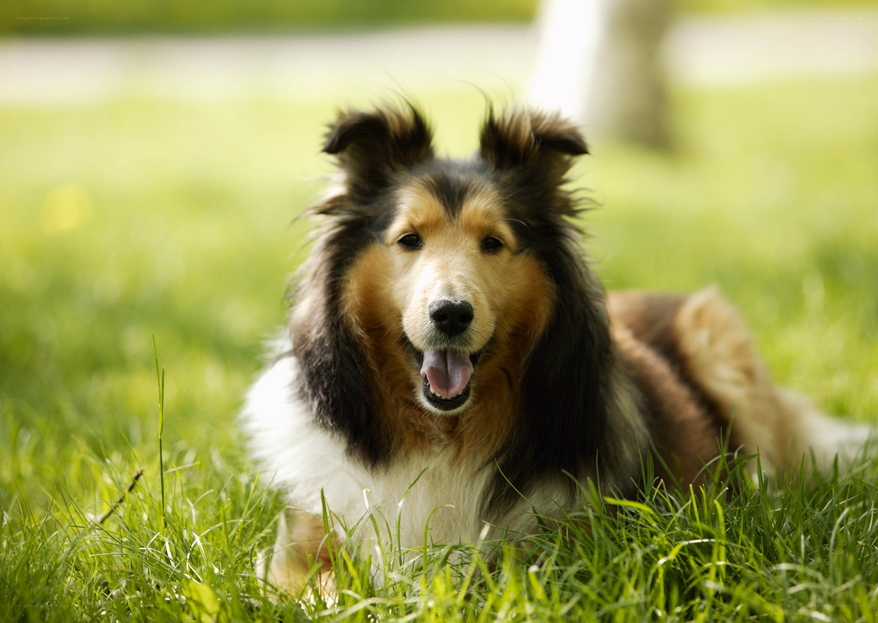 Collie dog in green grass