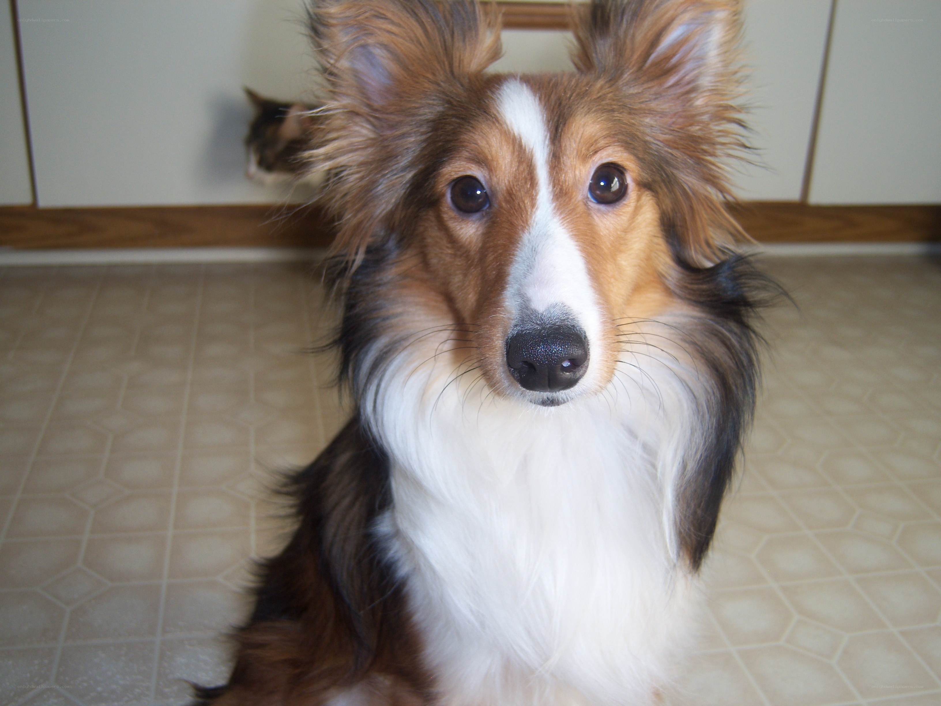 collie dog in kitchen