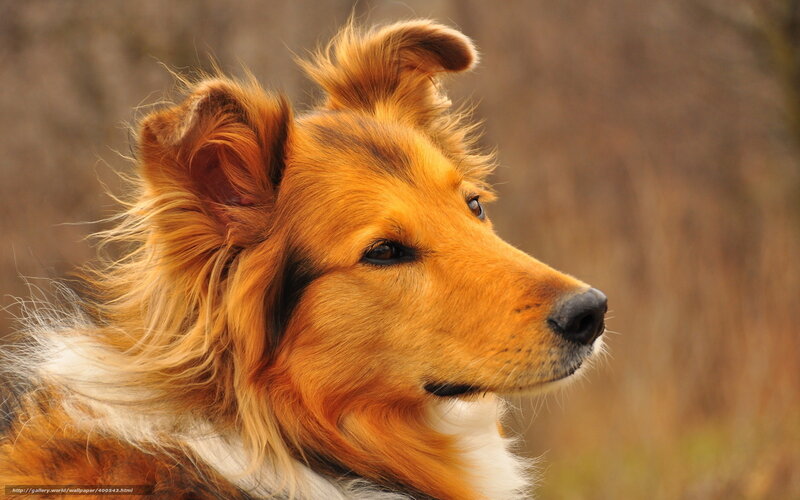 Collie Dog in Profile — Brown, Calm, Autumn