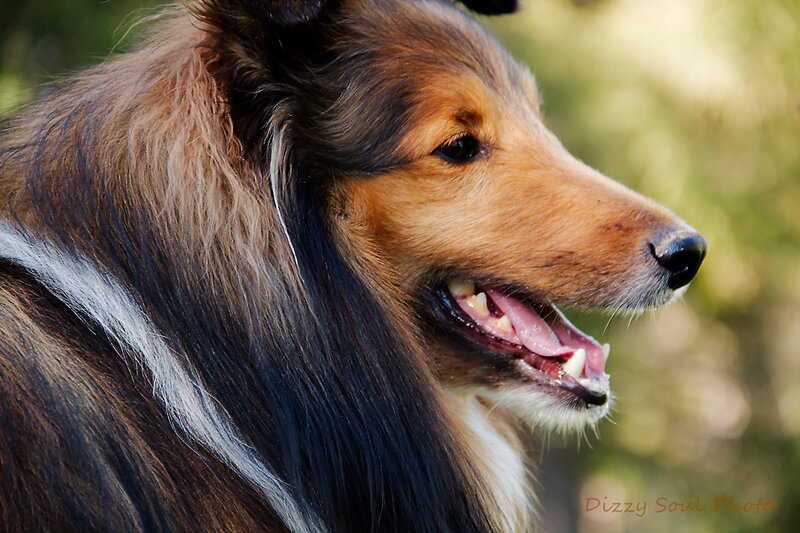 Collie Dog in Profile — Brown