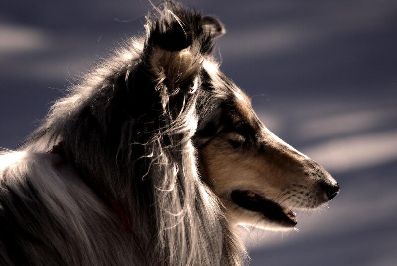 Collie Dog in Profile