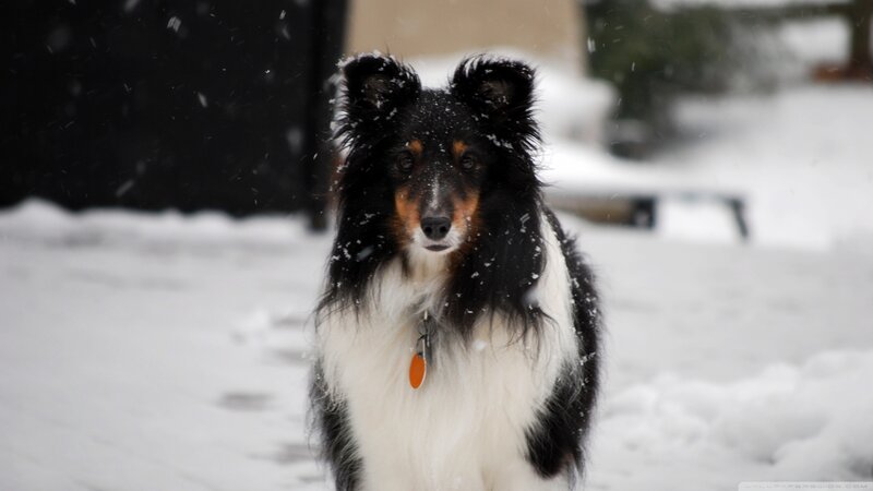 Collie Dog in Snow — Black, Cold