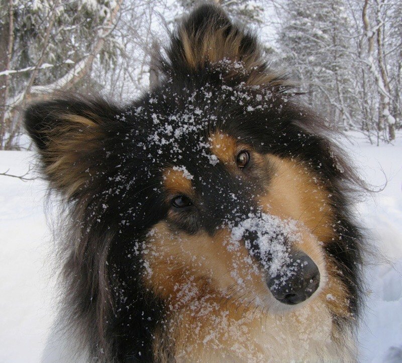 Collie Dog in Snow — Black