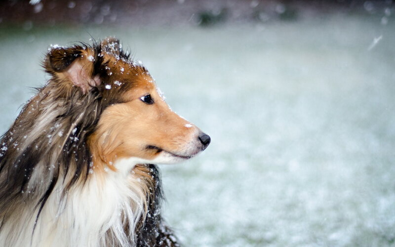 Collie Dog in Snow — Brown, Calm