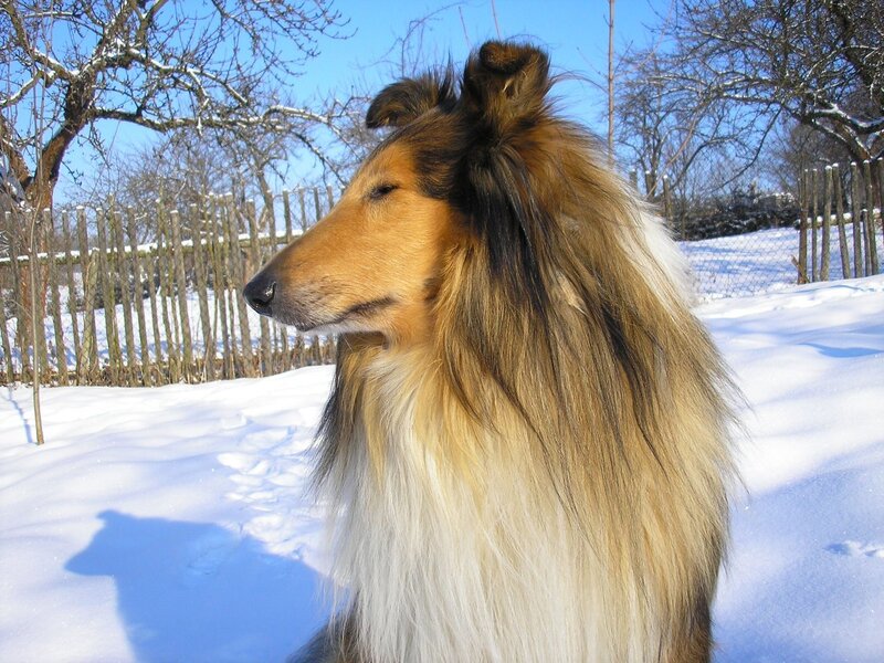 Collie Dog in Snow — White, Calm