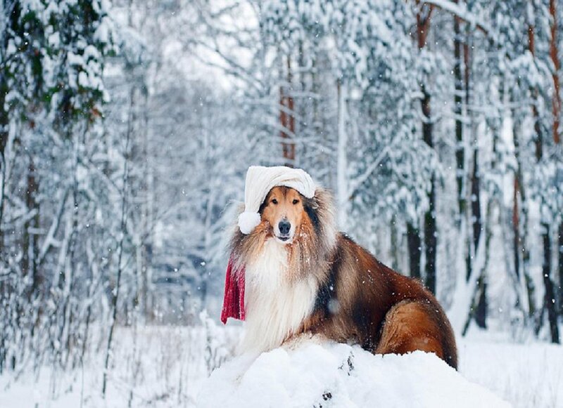 Collie Dog in Snow — White, Calm, Winter, Photograph, Trees, Hat