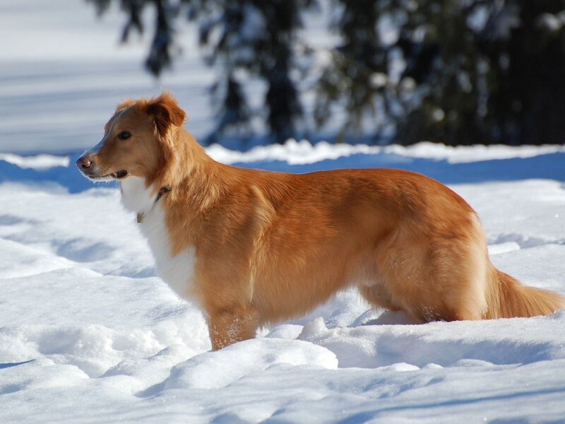 Collie Dog in Snow — White, Calm, Winter, Photograph, Trees