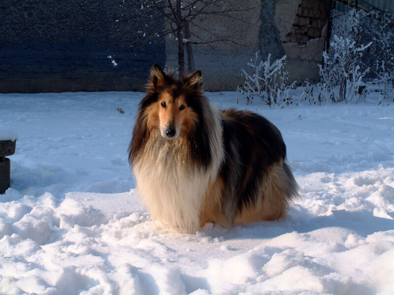 Collie Dog in Snow — White, Calm, Winter