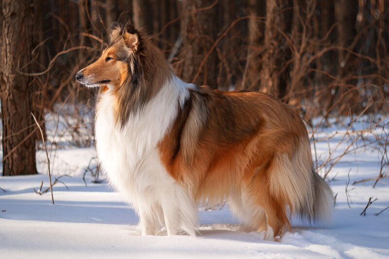 Collie Dog in Snow — White, Serene