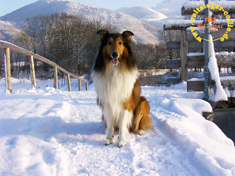 Collie Dog in Snow — White