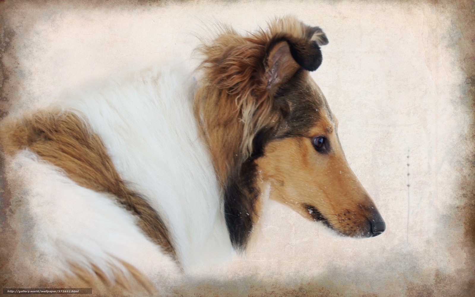 Collie dog in snow