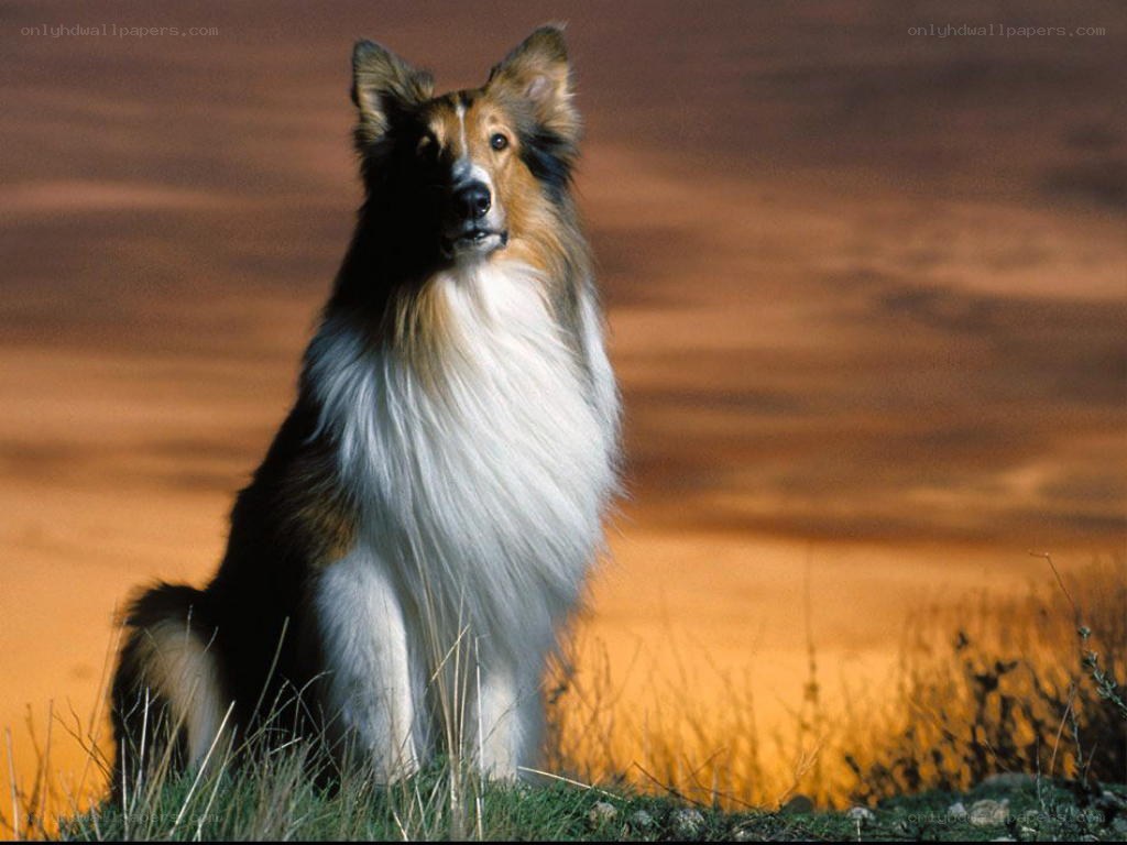 Collie dog in sunset