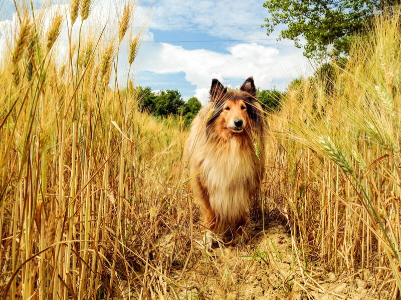 Collie Dog in Wheat Field