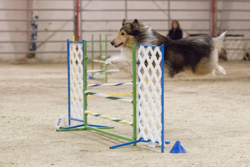 Collie Dog Jumping Hurdle