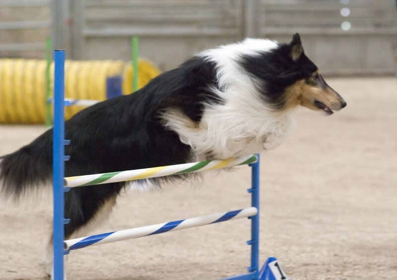 Collie Dog Jumping