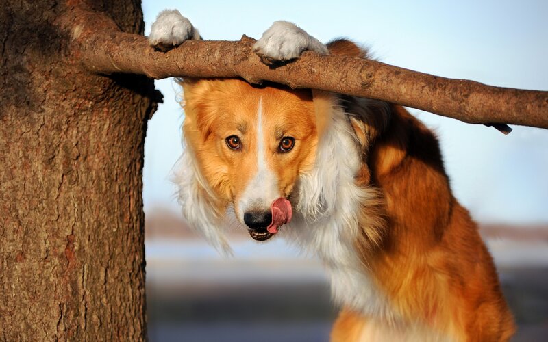 Collie Dog Licking Nose