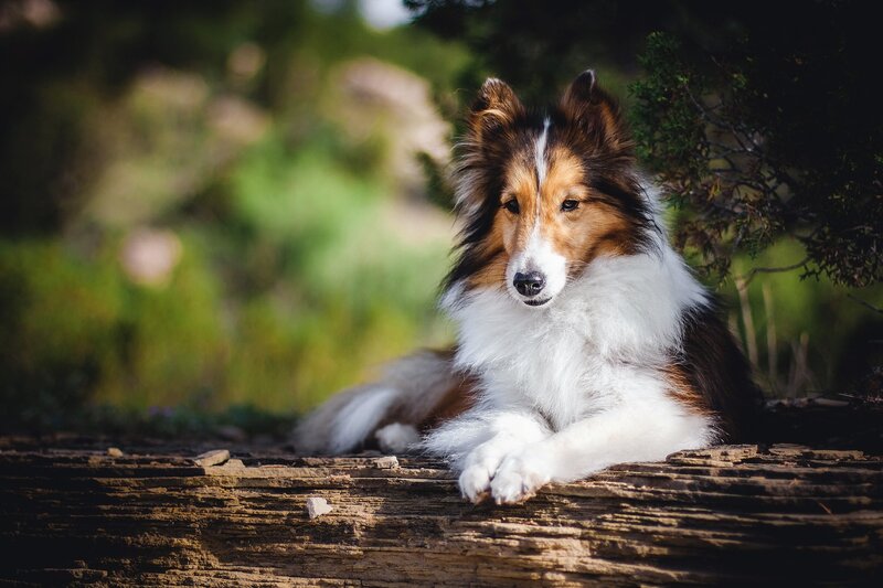 Collie Dog Lying Down — Brown, Calm, Afternoon, Photograph, Log