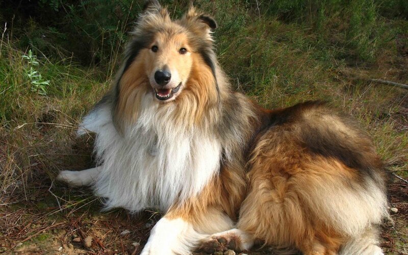 Collie Dog Lying Down — Brown, Calm, Afternoon, Photograph