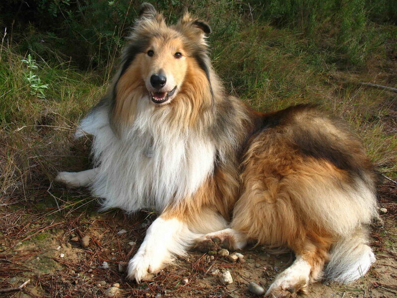 Collie Dog Lying Down — Brown, Calm, Afternoon